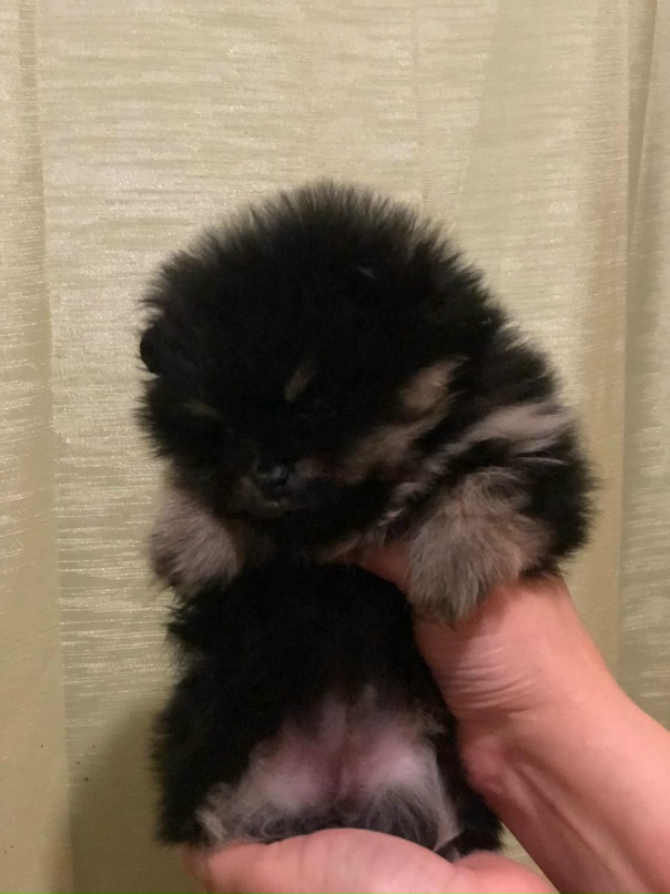 Татьяна Сысоева | Новокузнецк