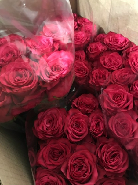 Lola роза эквадор Lola роза эквадор