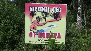 В поисках грибов. Редкая чёрная берёза.