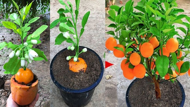 Grow Orange Tree From Seed, 100