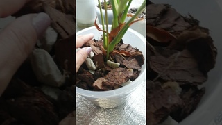 Небольшая коллекция моих антошек и мой уход