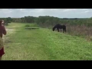 Horse vs. Alligator