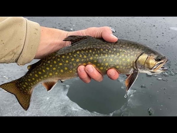 Early season Rocky Mountain ice fishing. Alberta,