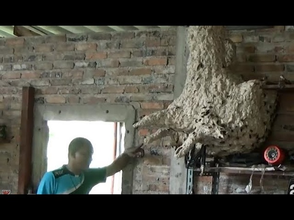 Гнездо Шершней. Man Tamed a Huge Asian Hornets