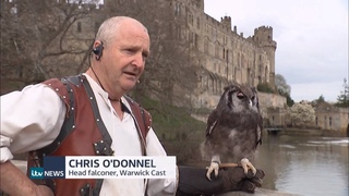 Ernie the owl retiring after 30 years at Warwick castle (UK) 25/March/2024