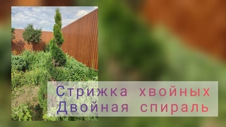 Как сделать спираль из Туи Стрижка хвойных. Двойная спираль.