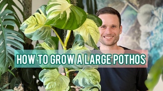 LARGE POTHOS - Care Tips & Plant Spotlight - Epipremnum ’Manjula’