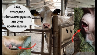 “Сюрприз“ после визита осеменатора, или О самой деликатной части коровы