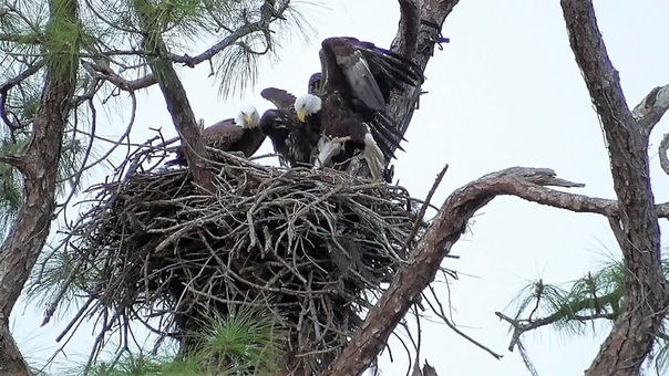 SWFL Eagles More Survival Lessons With Two Prey H M Attempt Steals E9 Aggressive 04 18