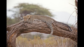 Nature sounds, animal world of Africa, Live Stream,documentary film