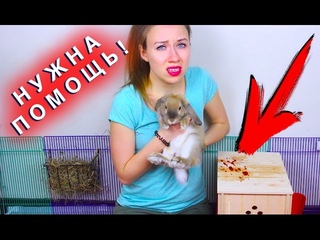 КРОВЬ У КРОЛИКА ЧТО ТО СЛУЧИЛОСЬ КРОЛИК БОЛЕН | Elli Di Pets