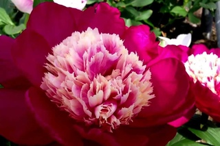 Peony White Cap -