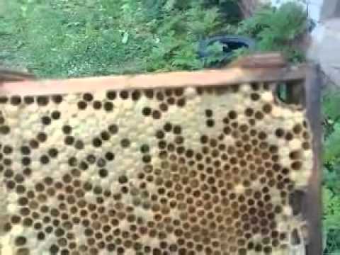 На пасеке Александра Корешкова 2011