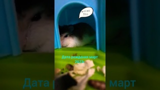продам хомяка роборовского