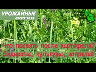 Что посадить после картофеля: запреты, сидераты и культуры. Нормы высева сидератов.