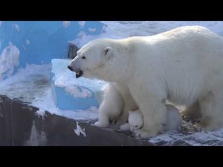 Медвежатам хорошо под маминым пузиком.