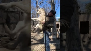 Wolfie roughhousing