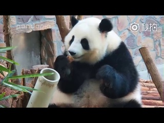 Panda foodie NueNue on her snack