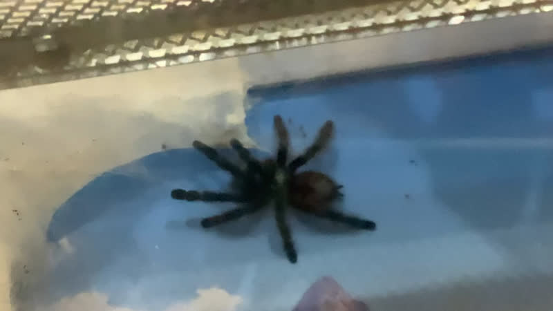 Видео от Syntheticx