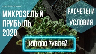 Бизнес микрозелень 2020 / как вырастить деньги