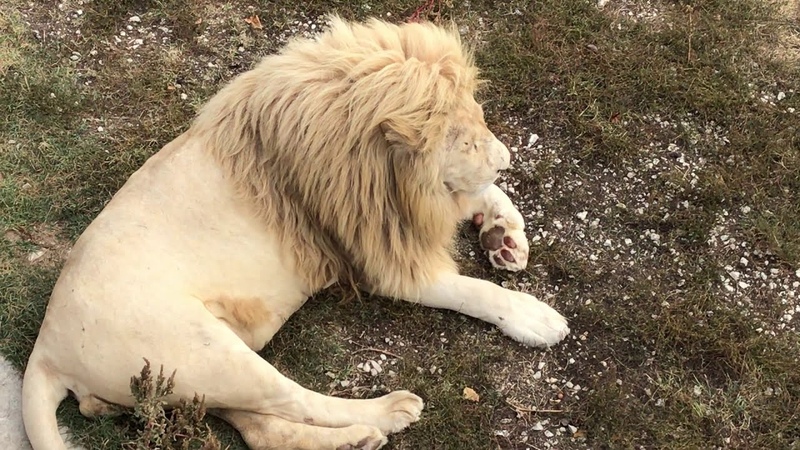 Это не понравилось гордому Леону Proud Leon didnt like