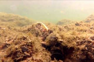Crazy Fish Floating shads
