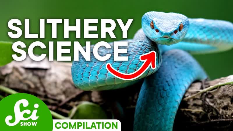 Shocking Facts About Snakes You Should Definitely