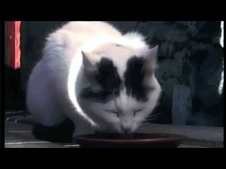 BÜSI KITTY-FISCHLI WEISS