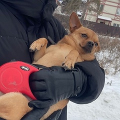Дмитрий Кошкин, 35 лет, Екатеринбург