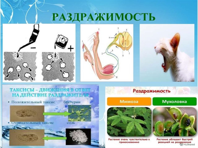 "Что такое живой организм"