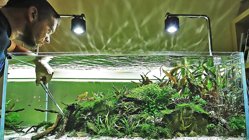 My favourite aquascape (and how its