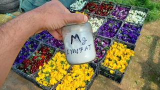 СУЛЬФАТ МАГНИЯ - #1 удобрение для красоты растении СУЛЬФАТ МАГНИЯ это яркие и крупные цветы и листья