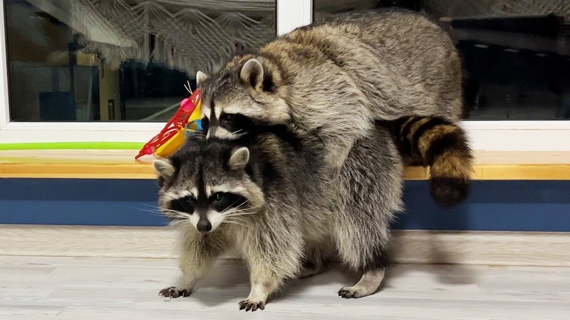 Чернокнижник полоскун енот некромант. Бобры еноты. Мемы с енотами. Барбадосский енот. Енот и опоссум.