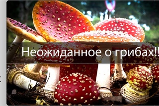 Интересные факты о грибах!!