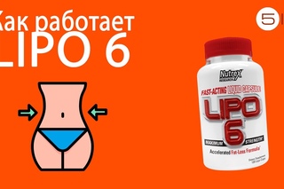 LIPO 6. Состав и свойства жиросжигателя