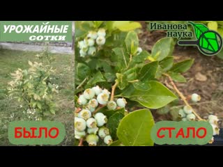 Обязательно сделайте ТАК для большого урожая ЯГОД!