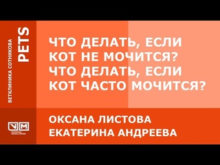 Что делать, если кот не мочится. Что делать, если кот часто мочится