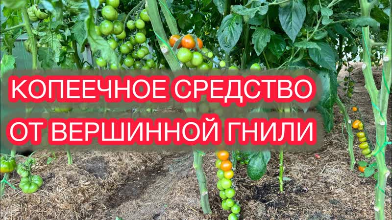 ЧТО ТАКОЕ ВЕРШИННАЯ ГНИЛЬ И КАК ЕЁ