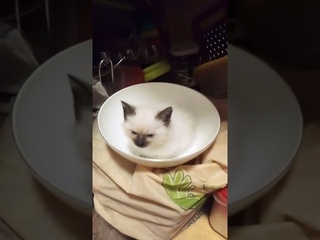 Тайский котёнок в тарелке!