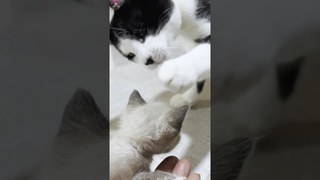 A resident cat being gentle with the rescued kitten upon their first meeting #shorts