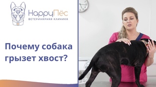 Почему собака грызет хвост (бегает за ним)