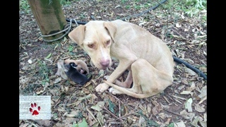 Rescue of a mother dog who gave birth chained in the middle of nowhere