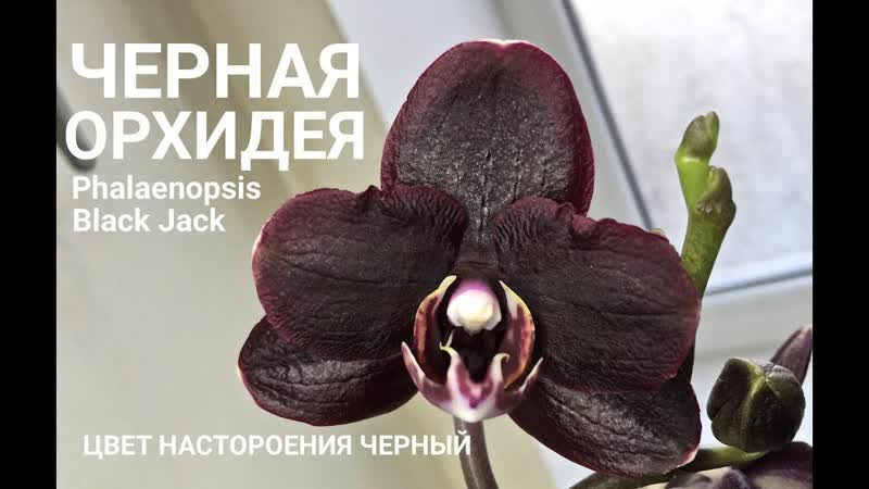 ОРХИДЕЯ цвет настроения черныи Phalaenopsis Black