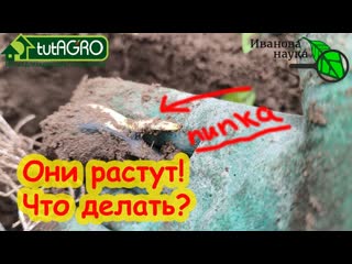 ЧЕСНОК и ЛУК ПРОРОСЛИ Как не допустить стрелкование лука и ослабление чеснока из-за теплой осени.