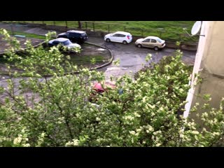 Черемуха в апреле Краснодарский край