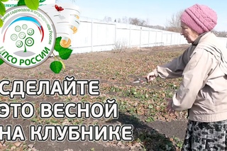 🍓 Что нужно обязательно сделать с Клубникой весной.