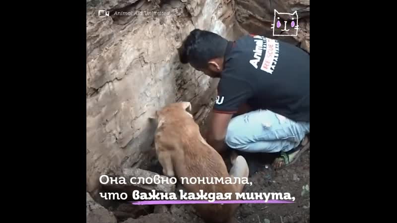 Отчаявшаяся собака умоляла спасти ее