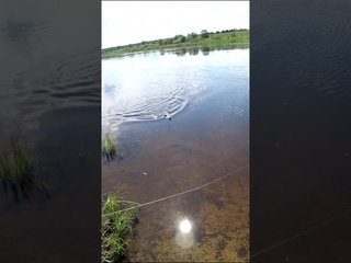 Рыбалка.Язь,#язь .#shorts . shorts . #рыбалка #fishing_video  #bushcraft