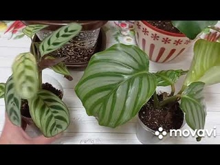 Комнатные цветы. Пересадка калатеи, ктенанты, филодендрона, фикуса.