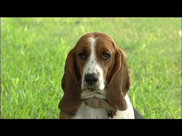 The Basset